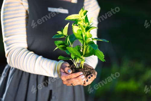 Preview: Female gardener holding sprouted mint plant in soil. Agriculture, caring for mother earth, environme