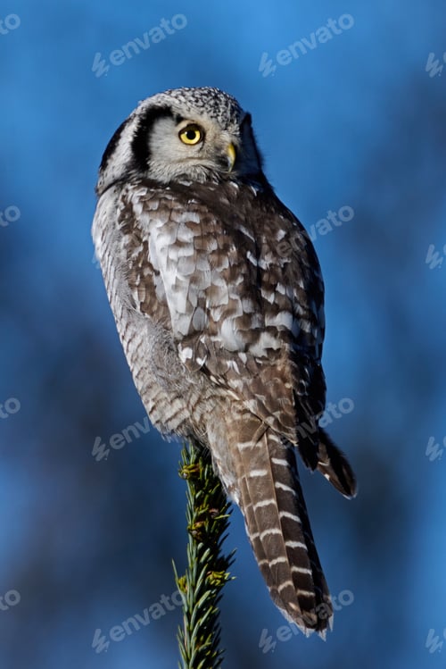 Preview: Northern hawk owl (Surnia ulula)