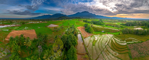 Preview: indonesia beauty landscape paddy fields in north bengkulu natural beautiful morning view from asia