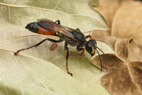 Preview: Closeup on the red and black, European Golden Sand Wasp, Sphex funerarius sitting on a dried leaf