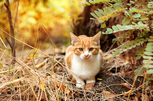Preview: Adorable cat near bush with lush leaves in autumn park