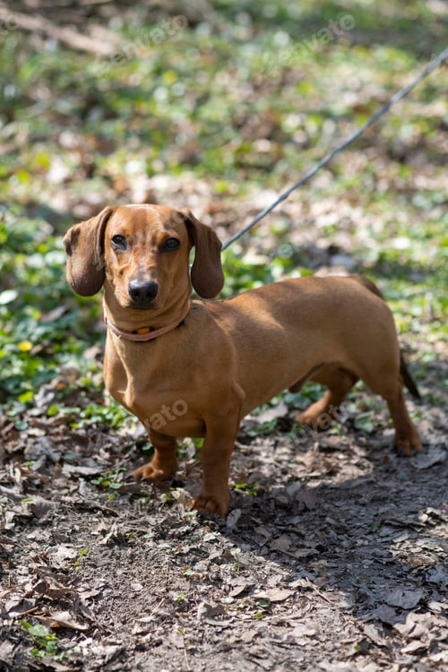 Preview: Mango the Dachshund