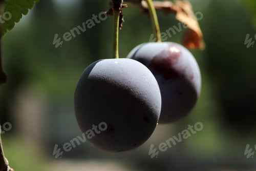 Preview: Damson plums ripening on the tree in the garden