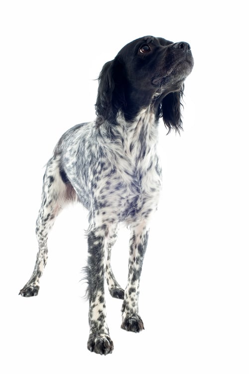 Preview: brittany spaniel