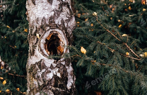 Preview: Beautiful bark on birch tree trunk surrounded by pine branches with fallen autumn leaves.