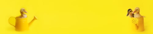 Preview: banner two small yellow duckling and one sits in metal watering can on yellow background