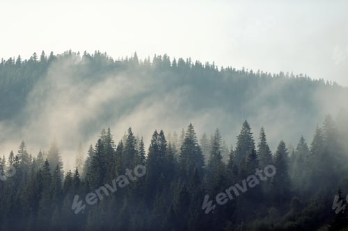 Preview: Trees in morning fog