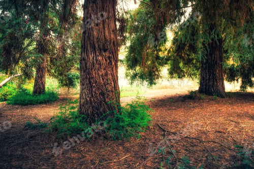 Preview: Warm Redwood Forest, California