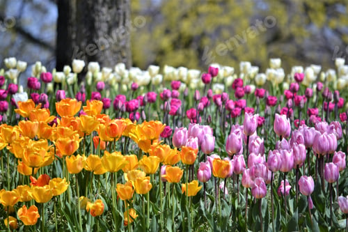 Preview: Colorful tulips in springtime