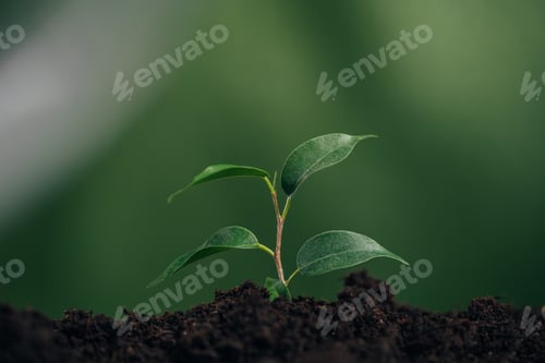 Preview: close up of young green plant in ground on blurred background, earth day concept