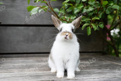 Preview: Easter concept, little cute white rabbit eating flower.