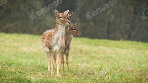 Preview: Three fallow deer does standing on a field in autumn nature