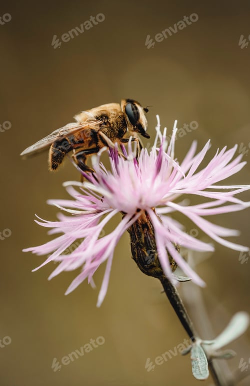Preview: Vertical shot of a honey bee sitting on a pink flower