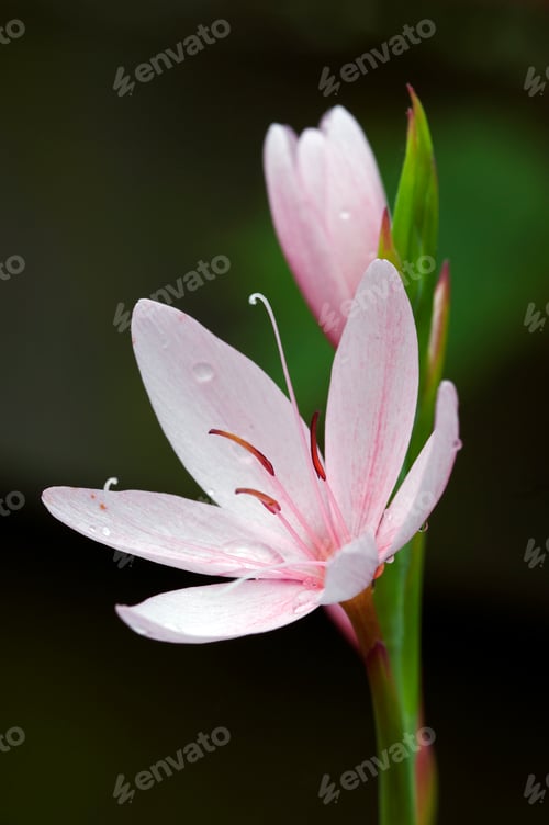 Elegant Pink Flower Blooming in Natural Setting