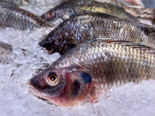 Preview: Fresh Nile Tilapia Fish in Pile of Ice