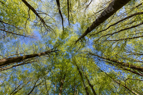 Preview: A Beech Forest Canopy