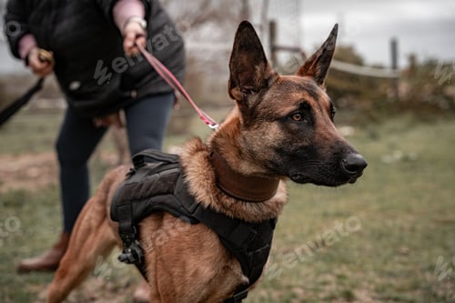 Preview: Belgian Malinois dog on a leash in a park