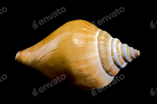 Preview: Laevistrombus canarium shell isolated on black background
