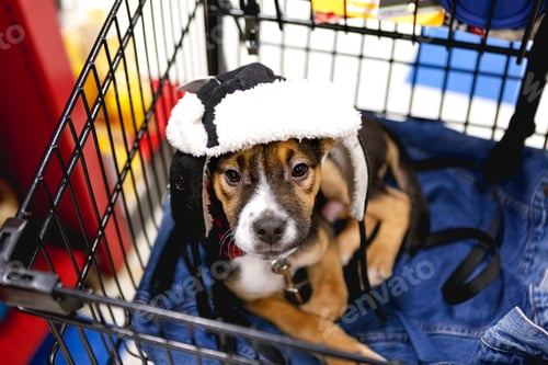 Preview: Puppy with hat in a shopping cart