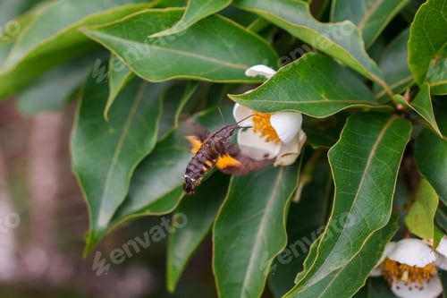 Preview: Bees are flying with white flowers