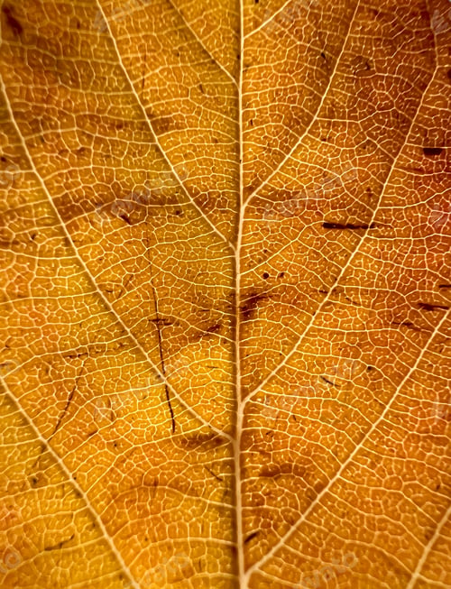 Preview: Closeup or macro of an orange leaf, a texture or pattern that can be used as a background
