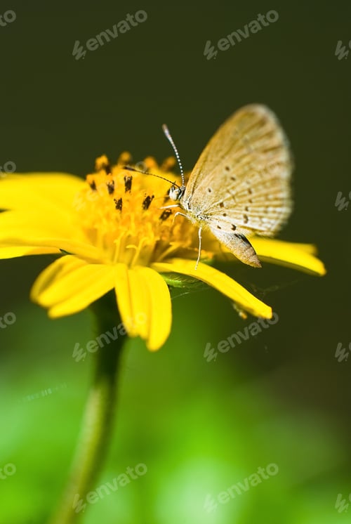Preview: Little Butterfly on Yellow Flower
