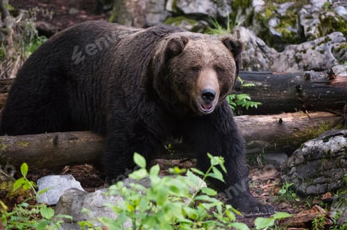Preview: European brown bear (Ursus arctos), Markovec, Bohinj Commune, Slovenia, Europe
