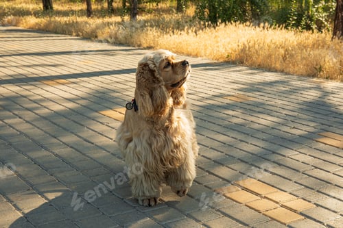 Preview: American spaniel, concept of pet and best friend - dog