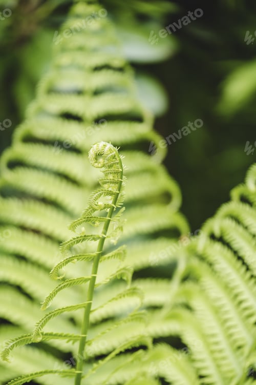 Preview: Vertical shot of ostrich fern leaves under the sunlight in the VanDusen Botanical Garden, Vancouver