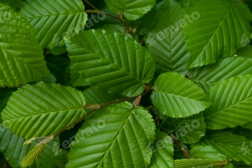 Preview: Green leaf texture. Leaf texture background, spring