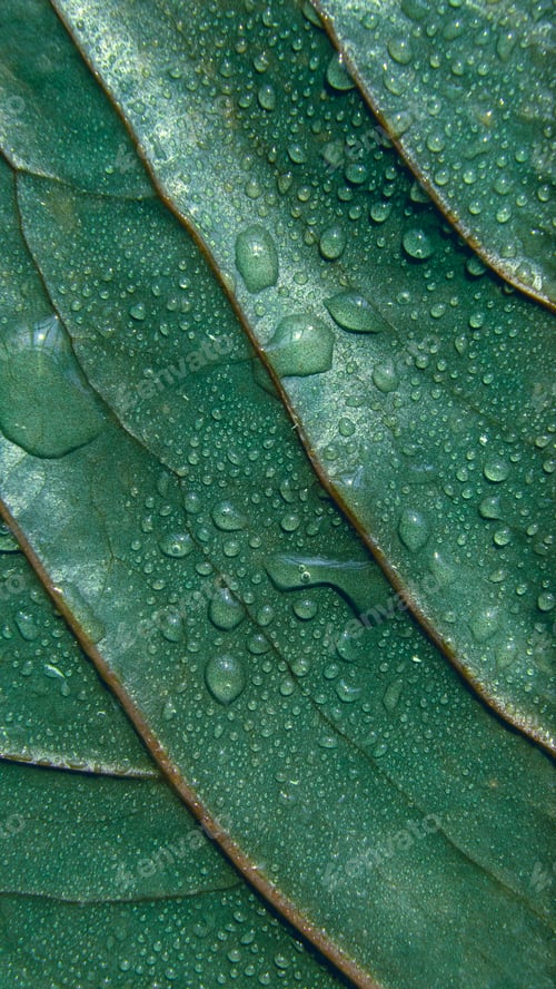 Preview: Green leaf textured background with droplets of water