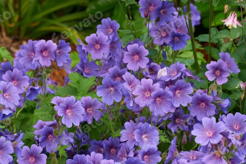 Preview: Beautiful budding flowers