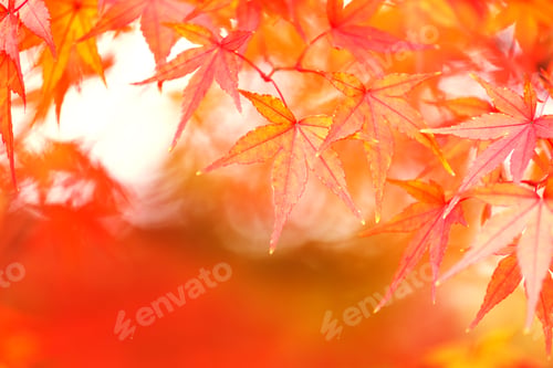 Preview: Maple tree in autumn