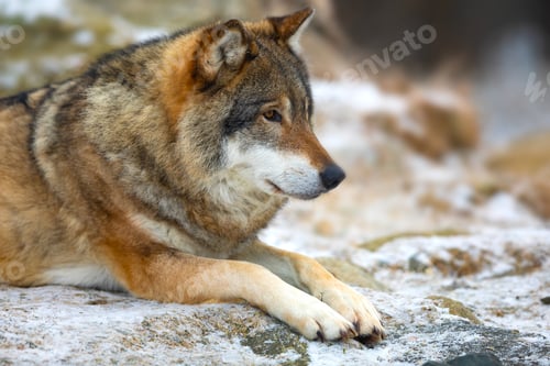 Preview: Beautiful wolf rests in the forest in early winter