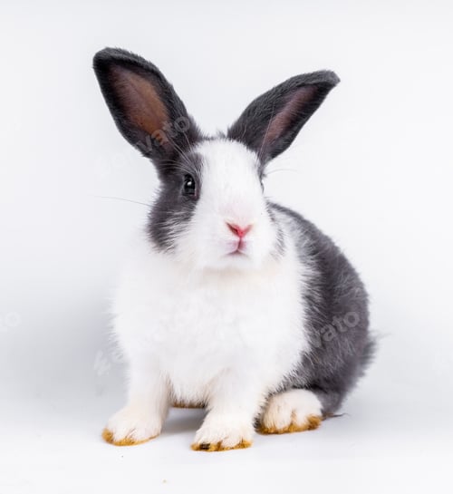 Preview: cute black and white rabbit isolated white background