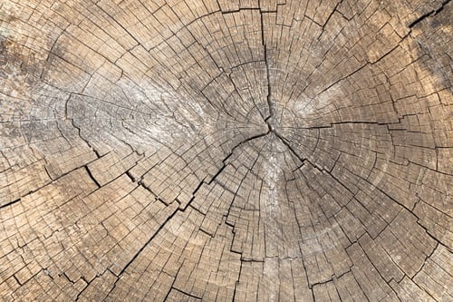 Vorschau: Baumstamm, Nahaufnahme, Details, Ring, Holz