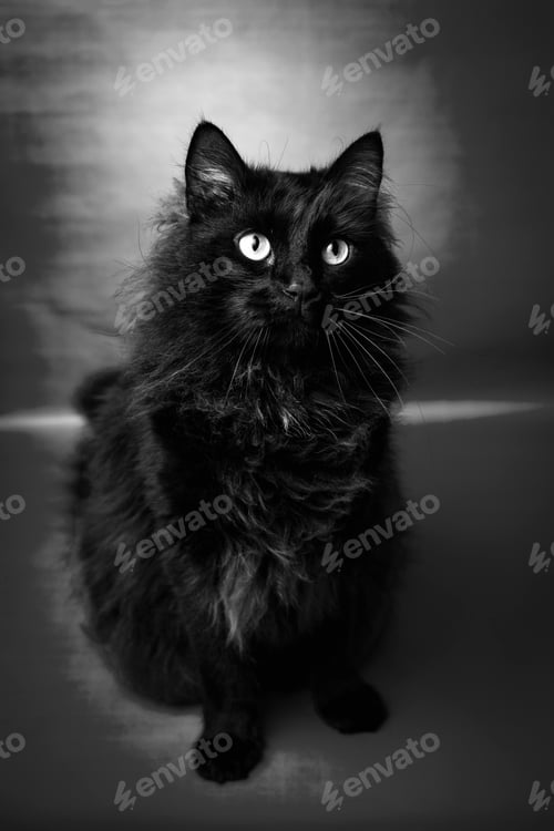 Preview: Portrait of a black cat in a black and white photograph