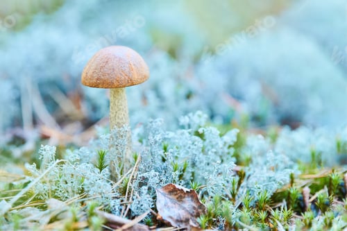 Preview: Little Leccinum versipelle mushroom in moss lichen Cladonia rangiferina