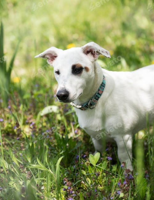 Preview: White dog breed Jack Russell Terrier