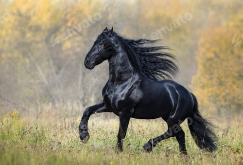 Preview: The Black Horse of the Frisian breed walks in the Autumn foggy wood