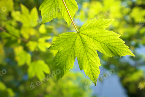 Preview: Spring maple leaf