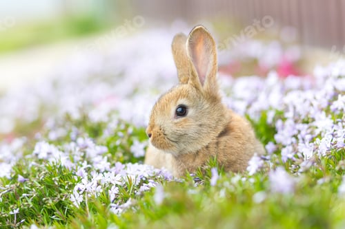Preview: Cute domestic red rabbit on green grass sitting among white flowers close up photo