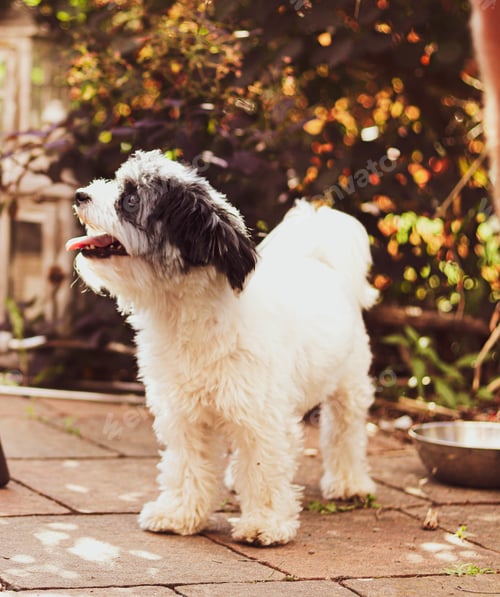 Preview: Closeup shot of an adorable Sheepadoodle