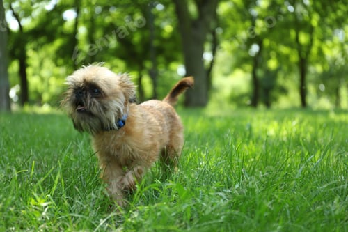 Preview: Cute fluffy dog on green grass in park. Space for text