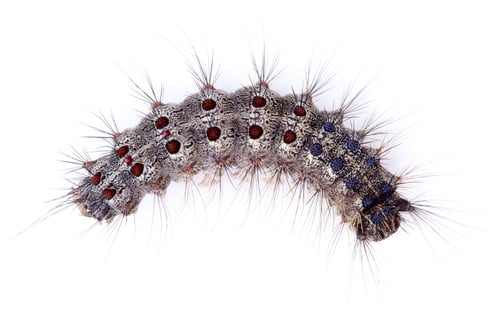 Preview: Caterpillar