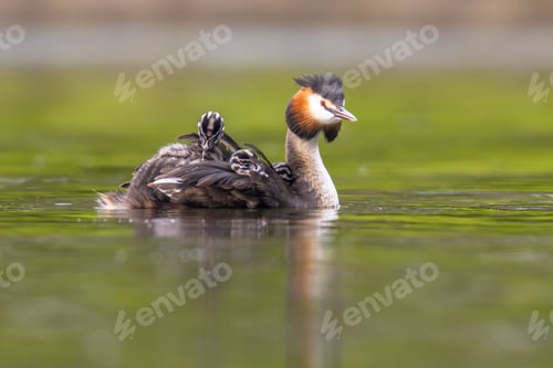 Preview: Great crested grebe with chicks