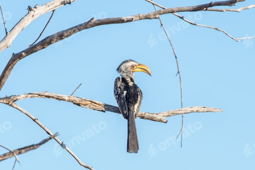 Preview: Southern ground hornbill, Bucorvus cafer, on a dead tree branch
