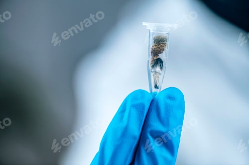 Preview: Micro Dose of Psilocybin, Hallucinatory Derivative from Magic Mushrooms