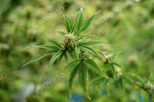 Preview: Marijuana, hemp or cannabis plant leaves farm lab. Organic product in laboratory. Medical Food.Ganja