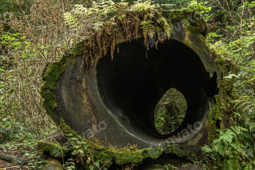 Preview: Empty Tree Trunk in the Woods